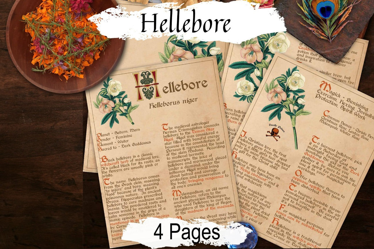HELLEBORE BANEFUL HERB 4 pages, Grimoire Printable, Witchcraft Poisonous Plants & Herbs, Wicca Pagan Green Witch, Herbal Apothecary Magic - Morgana Magick Spell