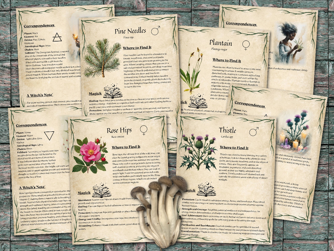 GREEN WITCH'S FORAGING Guide, 51 pages, Magic Herbs & Plants Grimoire, Sacred Wisdom of Wildcrafting and Nature Magick for Book of Shadows - Morgana Magick Spell