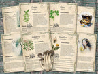 Set of informational parchment pages about  plants for foraging, including cleavers, clover, elderberry and dandelion, on a wooden surface