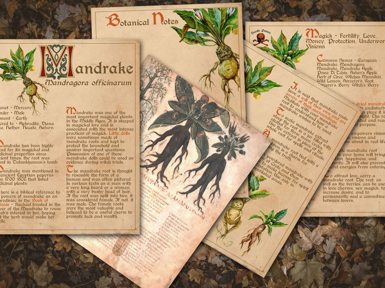 Closeup view of Mandrake herb pages. BANEFUL HERBS Bundle, 13 Poison Botanicals, 46 Witchcraft Pages of Ritual Poisonous Plants, Wicca Witch Herbal Grimoire of Baneful Plants - Morgana Magick Spell