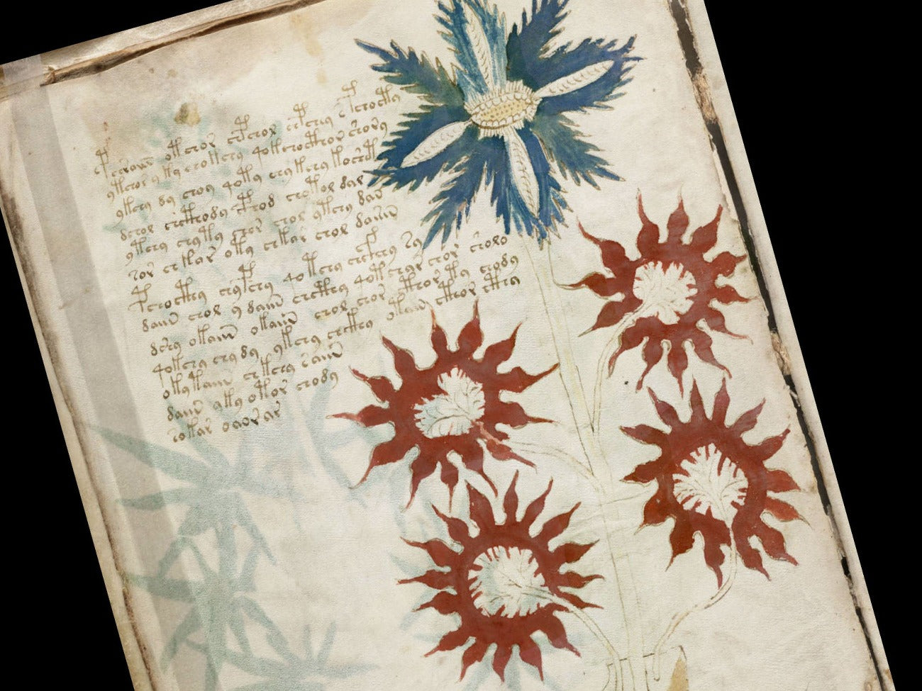 Close-up image of one page of the Voynich Manuscript showing script and image detail- Morgana Magick Spell