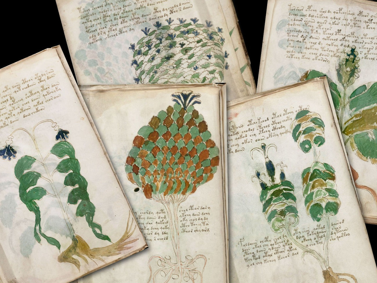 Close-up images of five Voynich Manuscript pages- Morgana Magick Spell