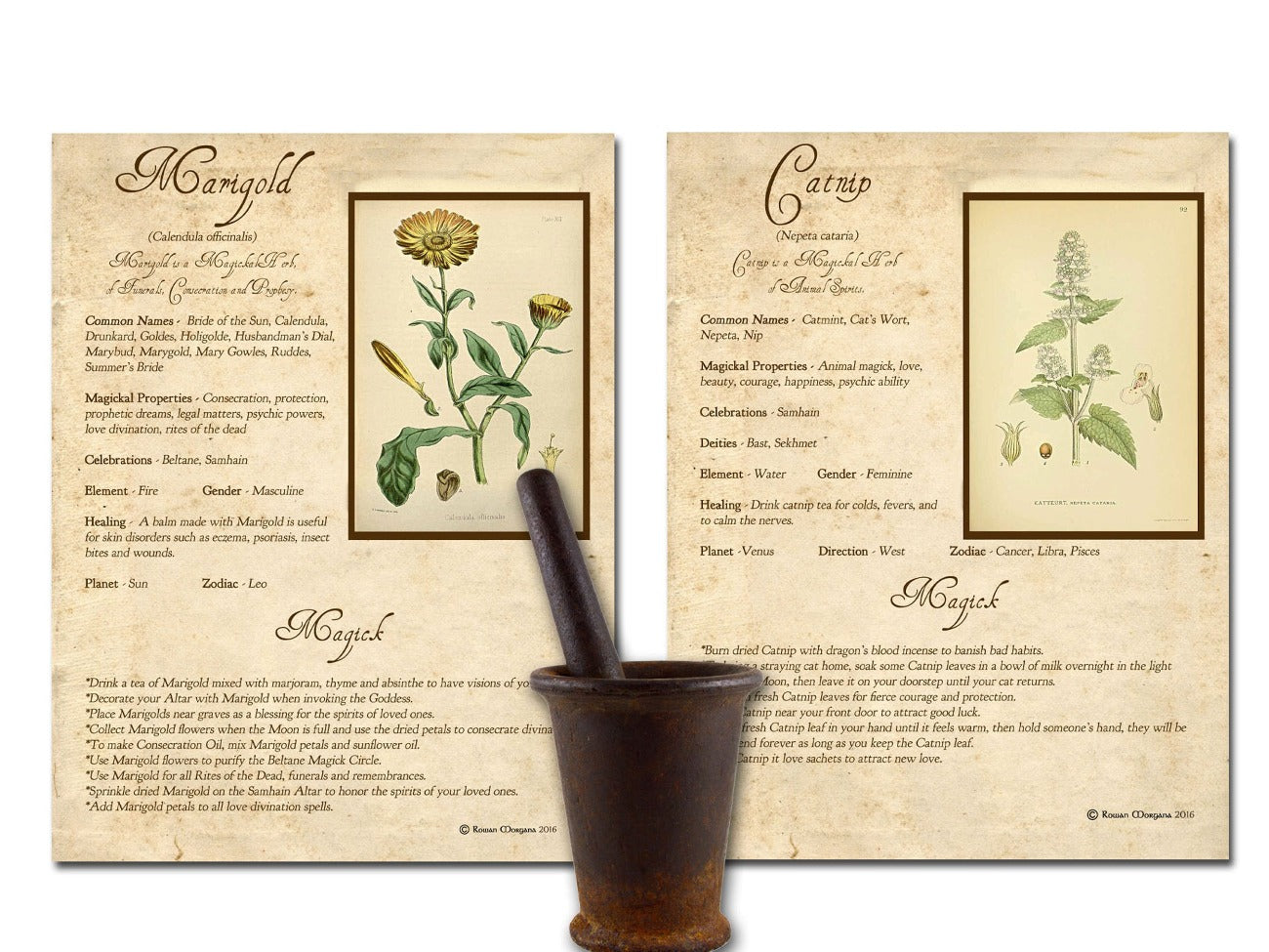 Marigold and Catnip WITCH&#39;S HERBS Bundle 10 Pages, Witch Herb Correspondences, Herbal Grimoire, Witchcraft Plant Uses, Herbal Reference, Wicca Witch Printable - Morgana Magick Spell