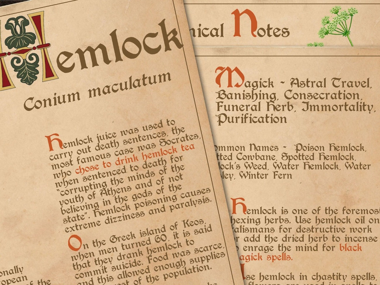 Close-up image of HEMLOCK BANEFUL HERB Printable 3 Pages - Morgana Magick Spell