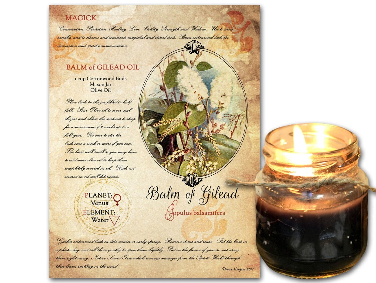 BALM of GILEAD, Digital Download, Recipe and How to Use, Cottonwood Magic, Herbal Tree Remedy, Witch Healing Oil, Tree Aromatic Oil Potion - Morgana Magick Spell