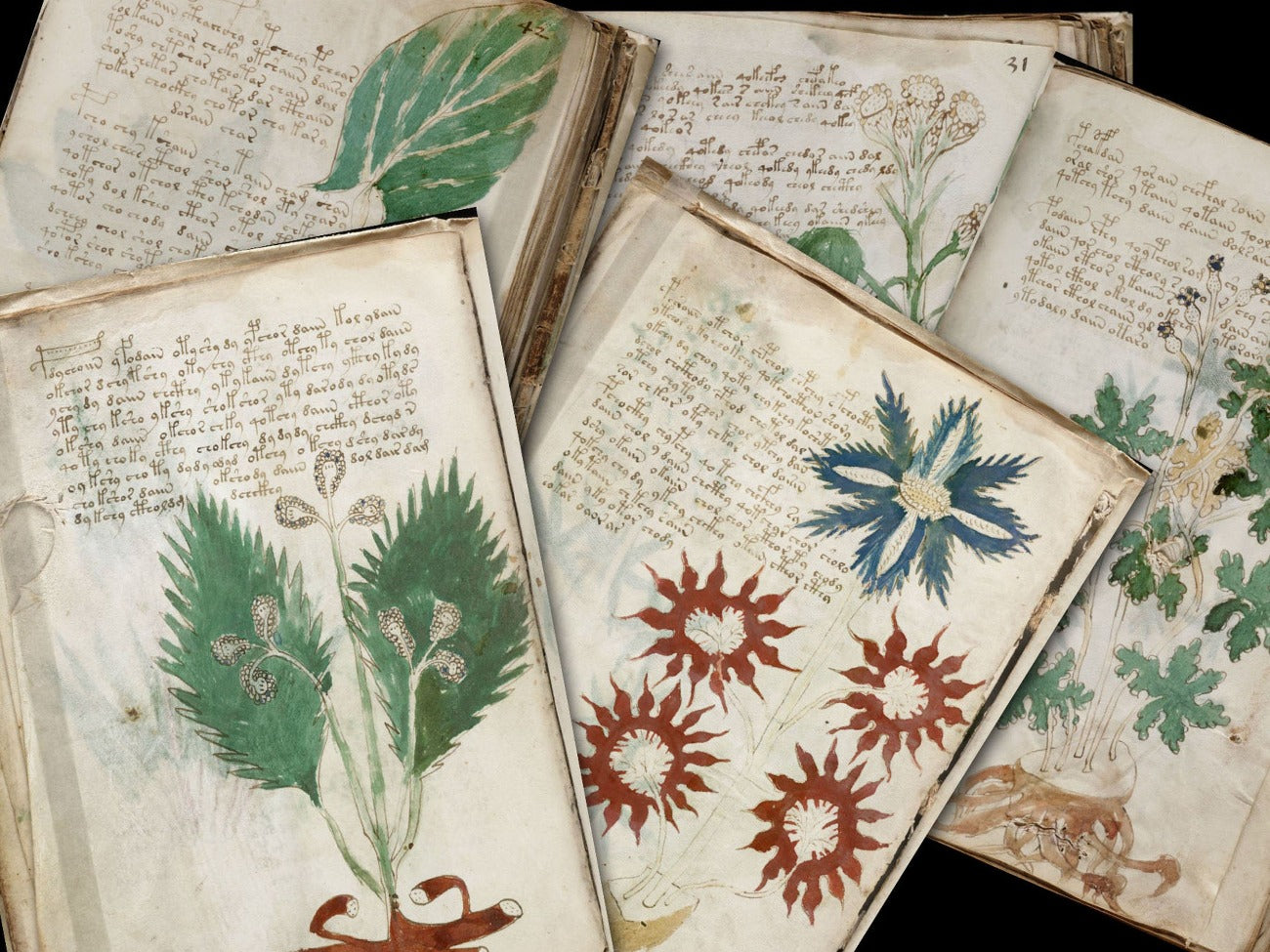Close-up images of five Voynich Manuscript pages - Morgana Magick Spell