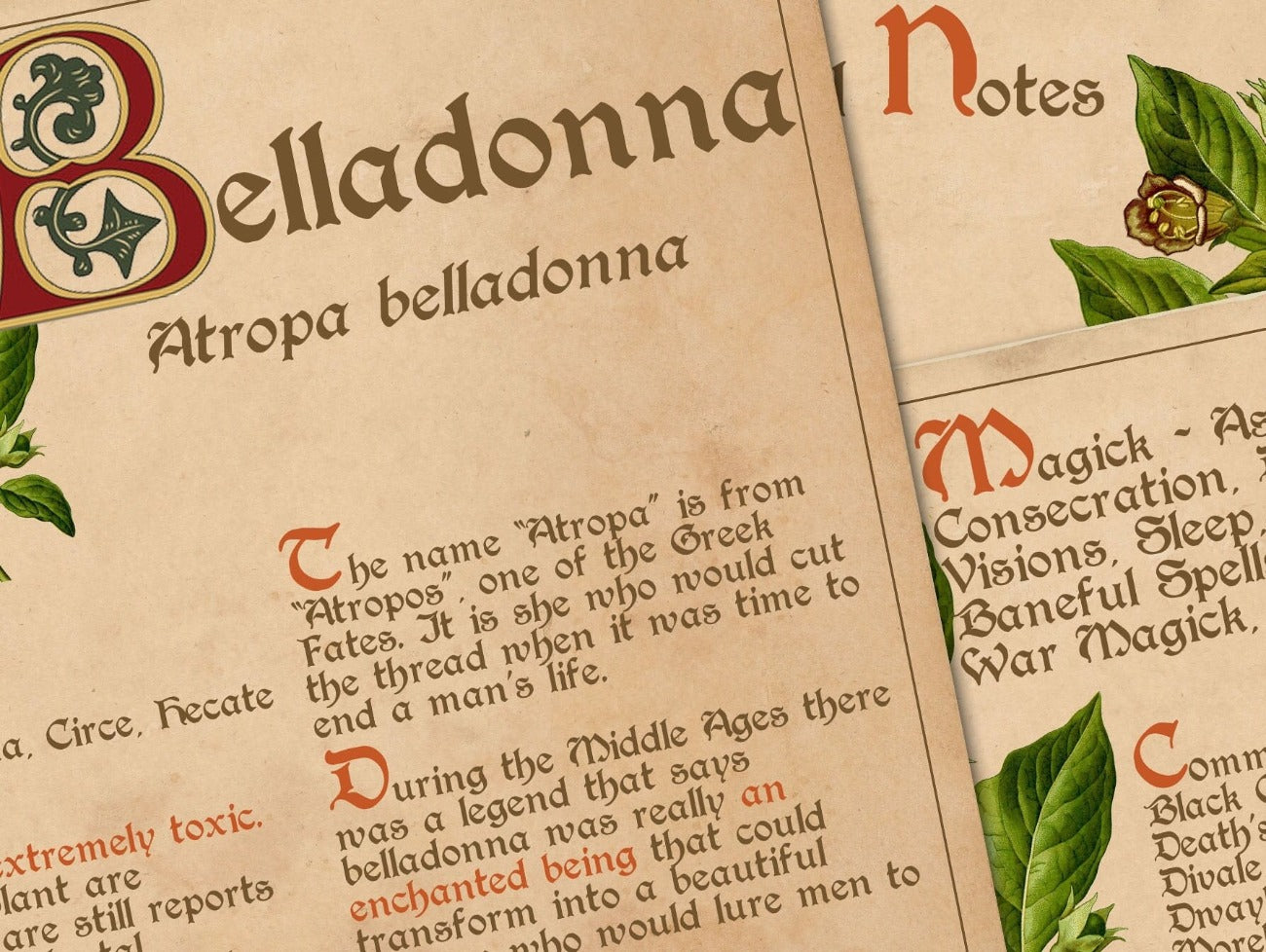 Close-up image of BELLADONNA BANEFUL HERB Printable 3 Pages - Morgana Magick Spell