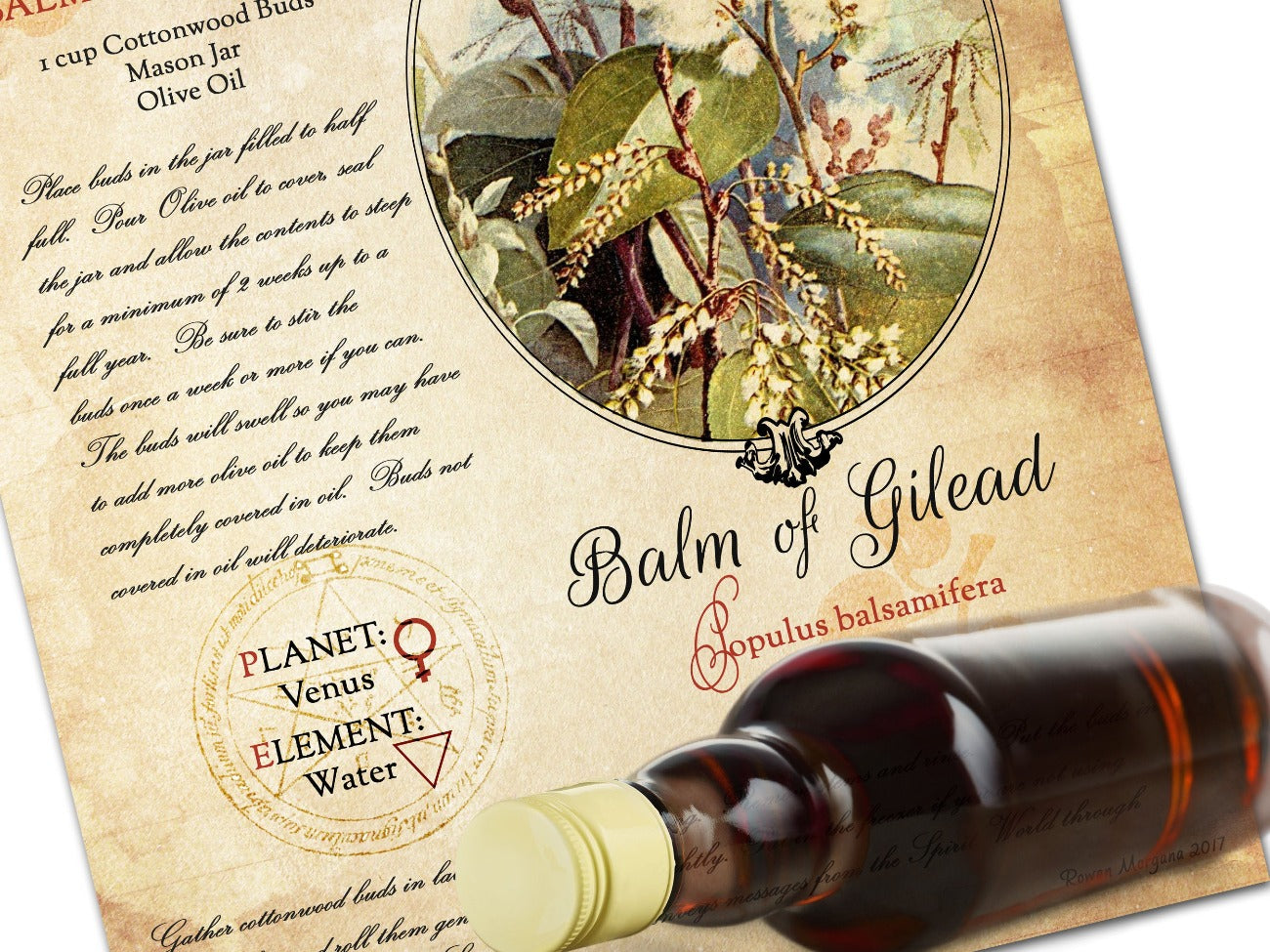 Close-up image of Balm of Gilead printable page showing the actual recipe, planetary correspondences and vintage botanical image - Morgana Magick Spel