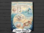 Sea Shell Protection Spell: A Simple Beach Magic Ritual, Book of Shadows Page