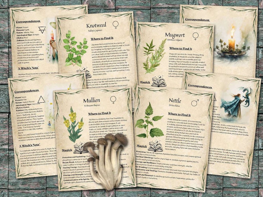 Set of informational parchment pages about  plants for foraging, including knotweed, mullien, nettle and mugwort on a wooden surface