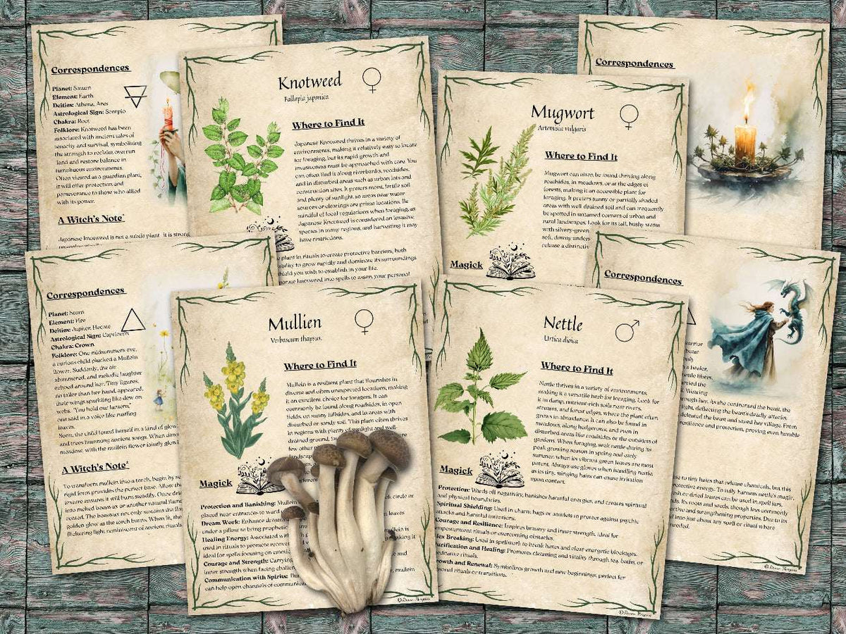 Set of informational parchment pages about  plants for foraging, including knotweed, mullien, nettle and mugwort on a wooden surface