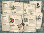 Set of informational parchment pages about  plants for foraging, including pine , plantain, rose hips and thistle on a wooden surface