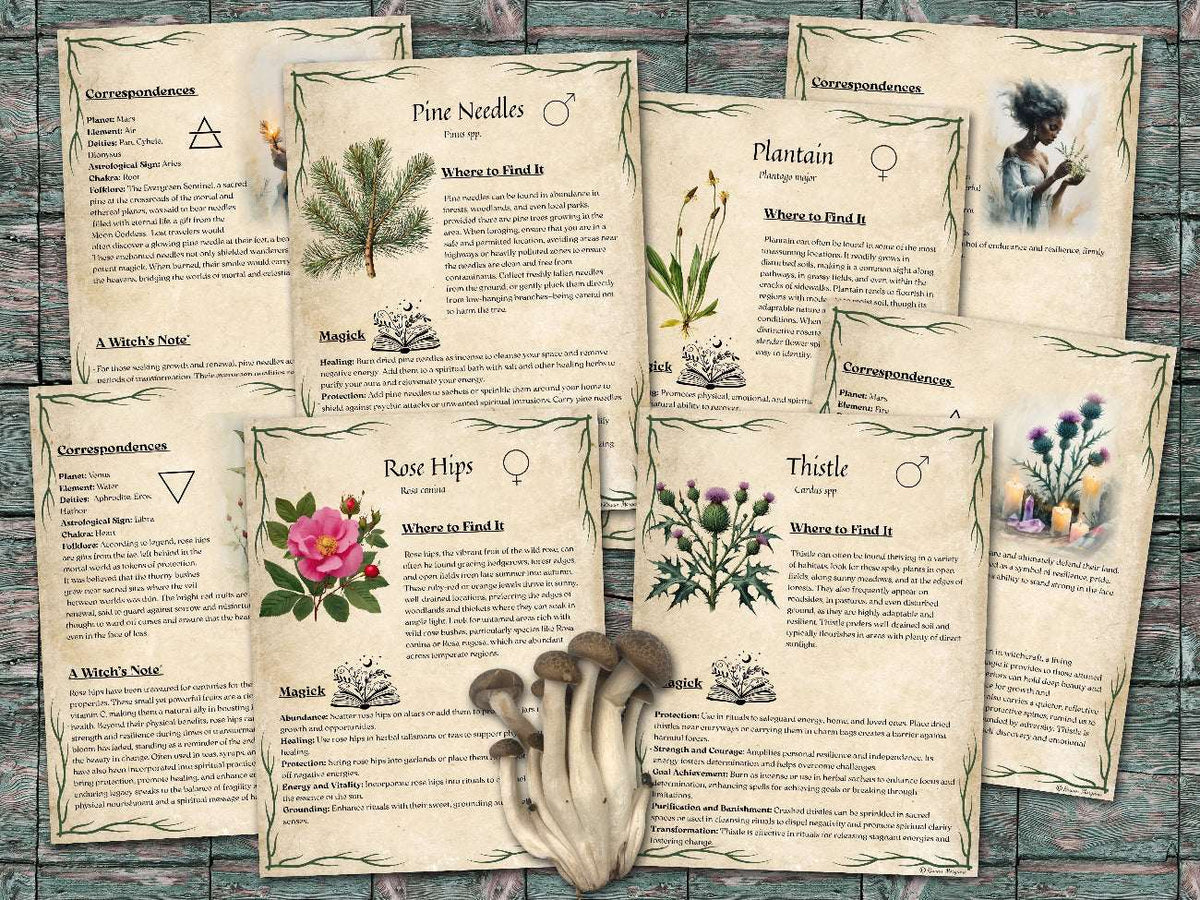 Set of informational parchment pages about  plants for foraging, including pine , plantain, rose hips and thistle on a wooden surface
