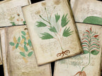 Close-up images of five Voynich Manuscript pages 