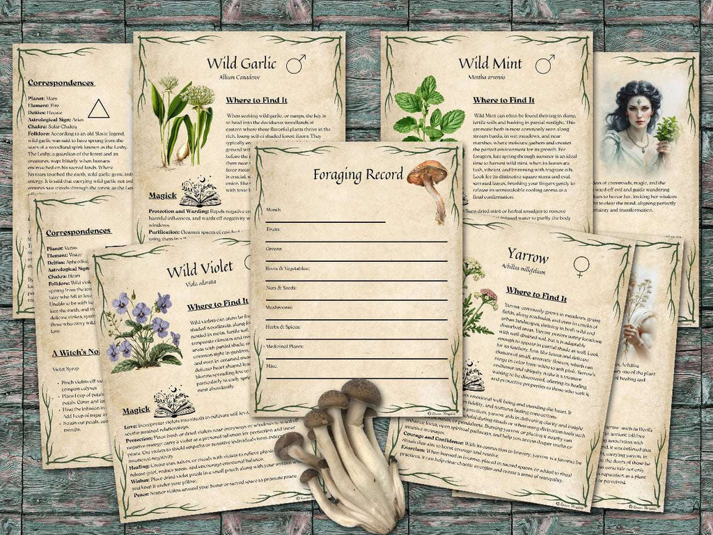 Set of informational parchment pages about  plants for foraging, including wild garlic, wild mint, violet, yarrow and a foraging record page, on a wooden surface