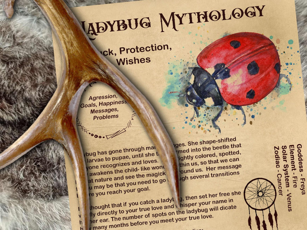 Ladybug Magick Myths & Correspondences 1 printable Book of Shadows Page is displayed in an ancient book on a fur rug with a deer antler. Shown with the parchment background.