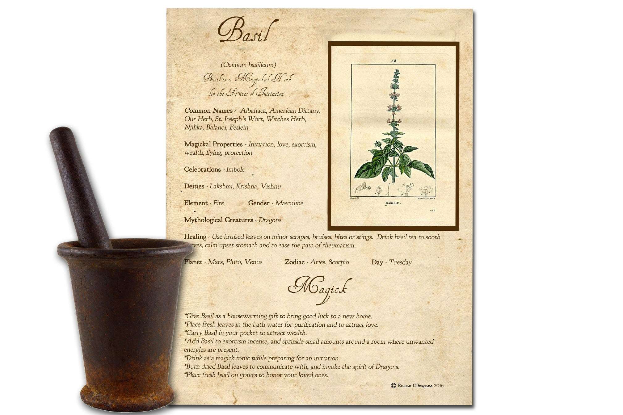 BASIL the WITCH HERB Printable Page - Morgana Magick Spell
