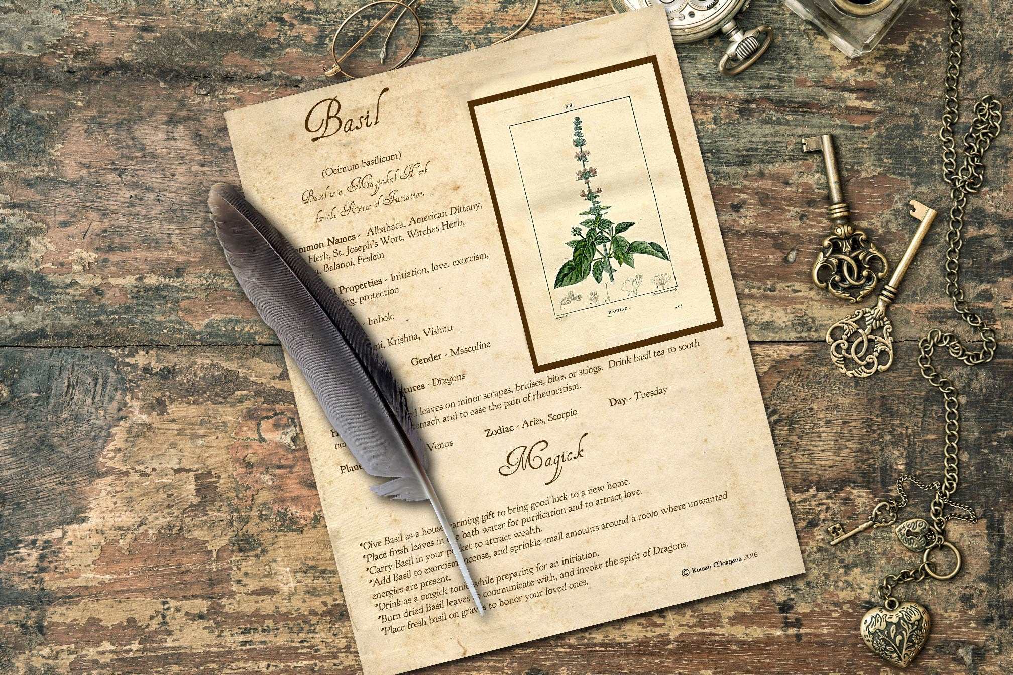 BASIL the WITCH HERB Printable Page - Morgana Magick Spell