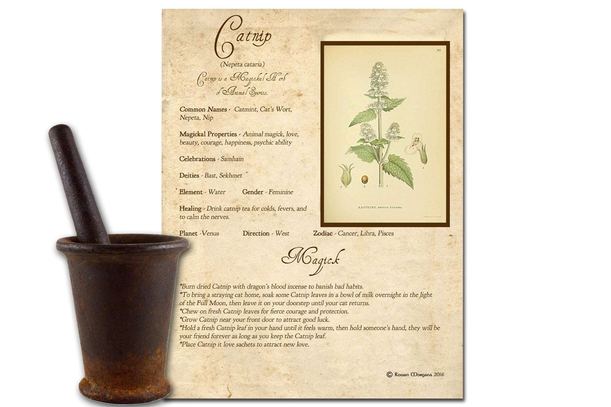 CATNIP the WITCH HERB Printable Page - Morgana Magick Spell