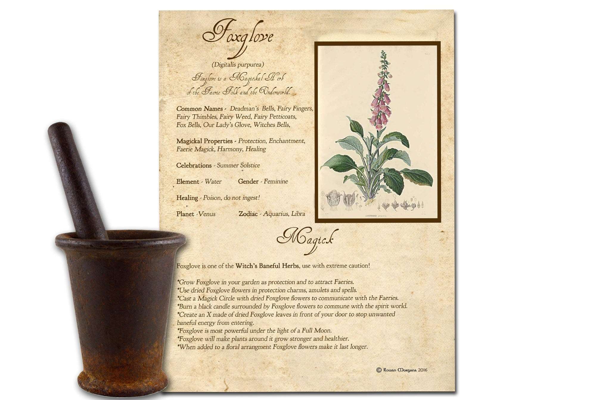 FOXGLOVE the WITCH HERB Printable Page - Morgana Magick Spell