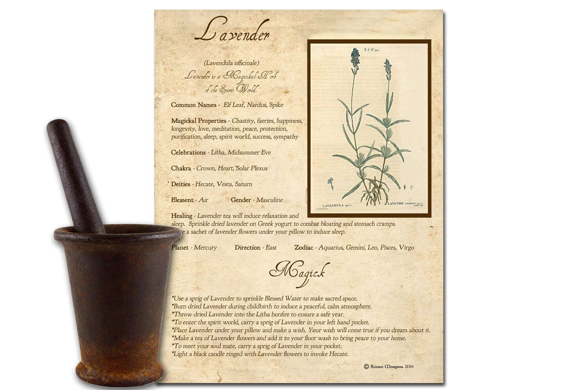 LAVENDER the WITCH'S HERBE Printable Page - Morgana Magick Spell