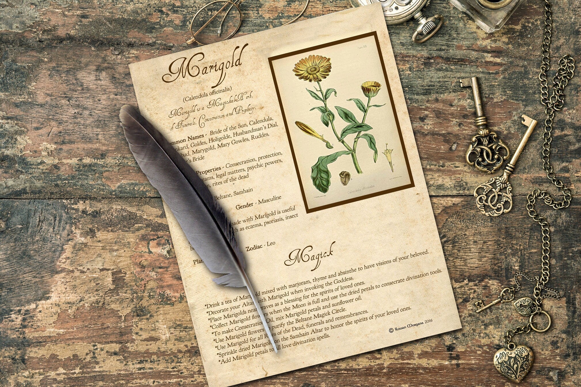 MARIGOLD the WITCH'S HERB Printable Page - Morgana Magick Spell