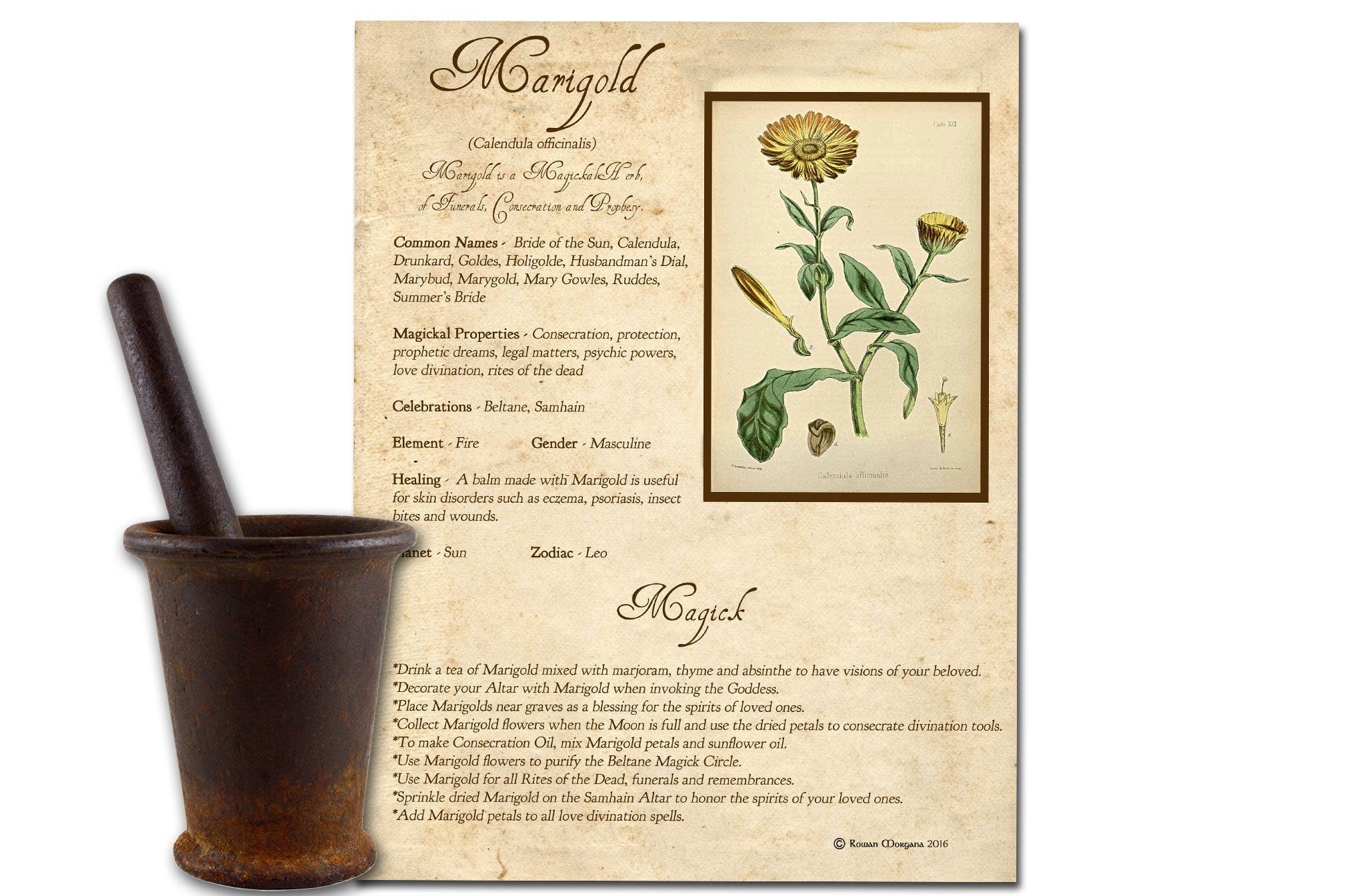 MARIGOLD the WITCH'S HERB Printable Page - Morgana Magick Spell