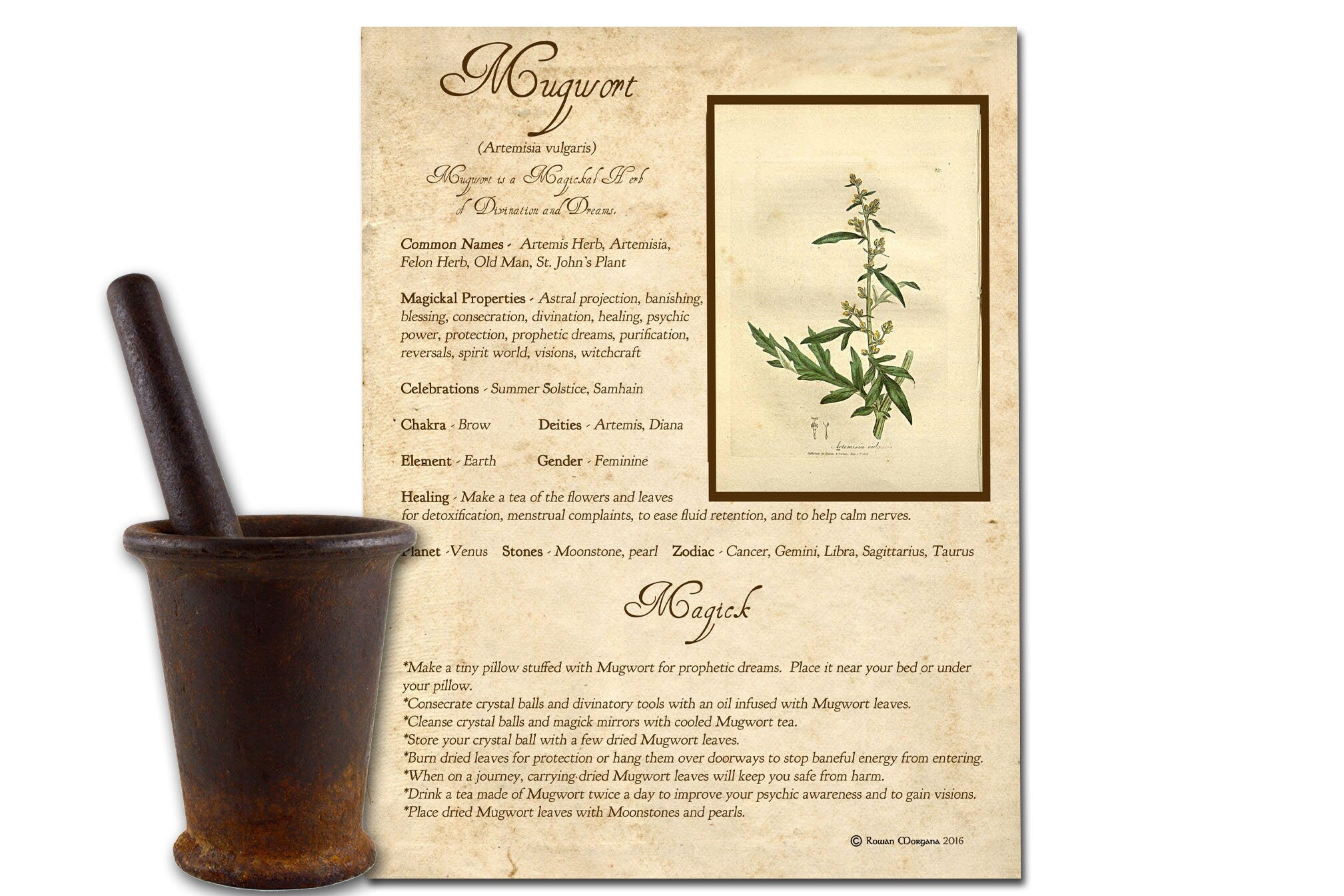 MUGWORT the WITCH'S HERB Printable Page - Morgana Magick Spell
