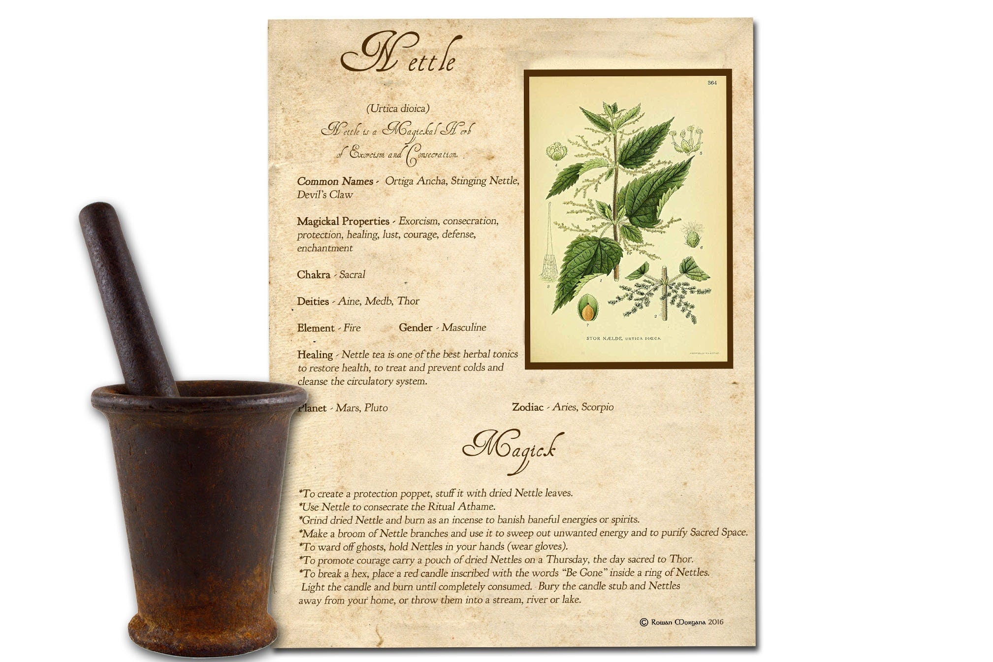 NETTLE the WITCH'S HERB Printable Page - Morgana Magick Spell