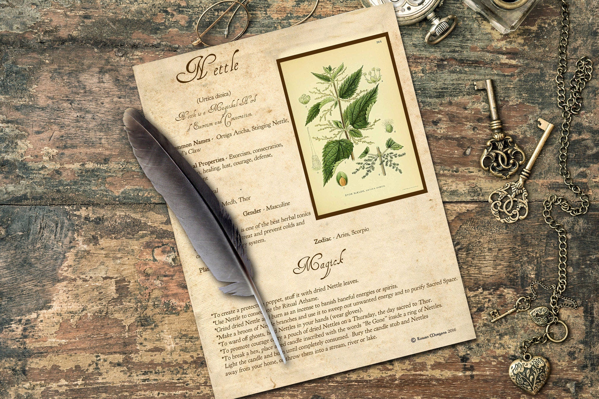 NETTLE the WITCH'S HERB Printable Page - Morgana Magick Spell