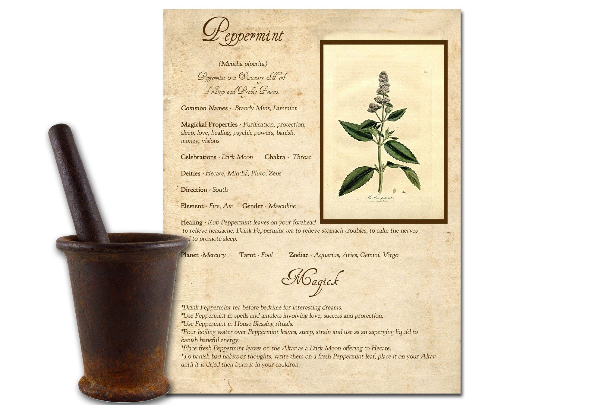 PEPPERMINT the WITCH'S HERB Printable Page - Morgana Magick Spell