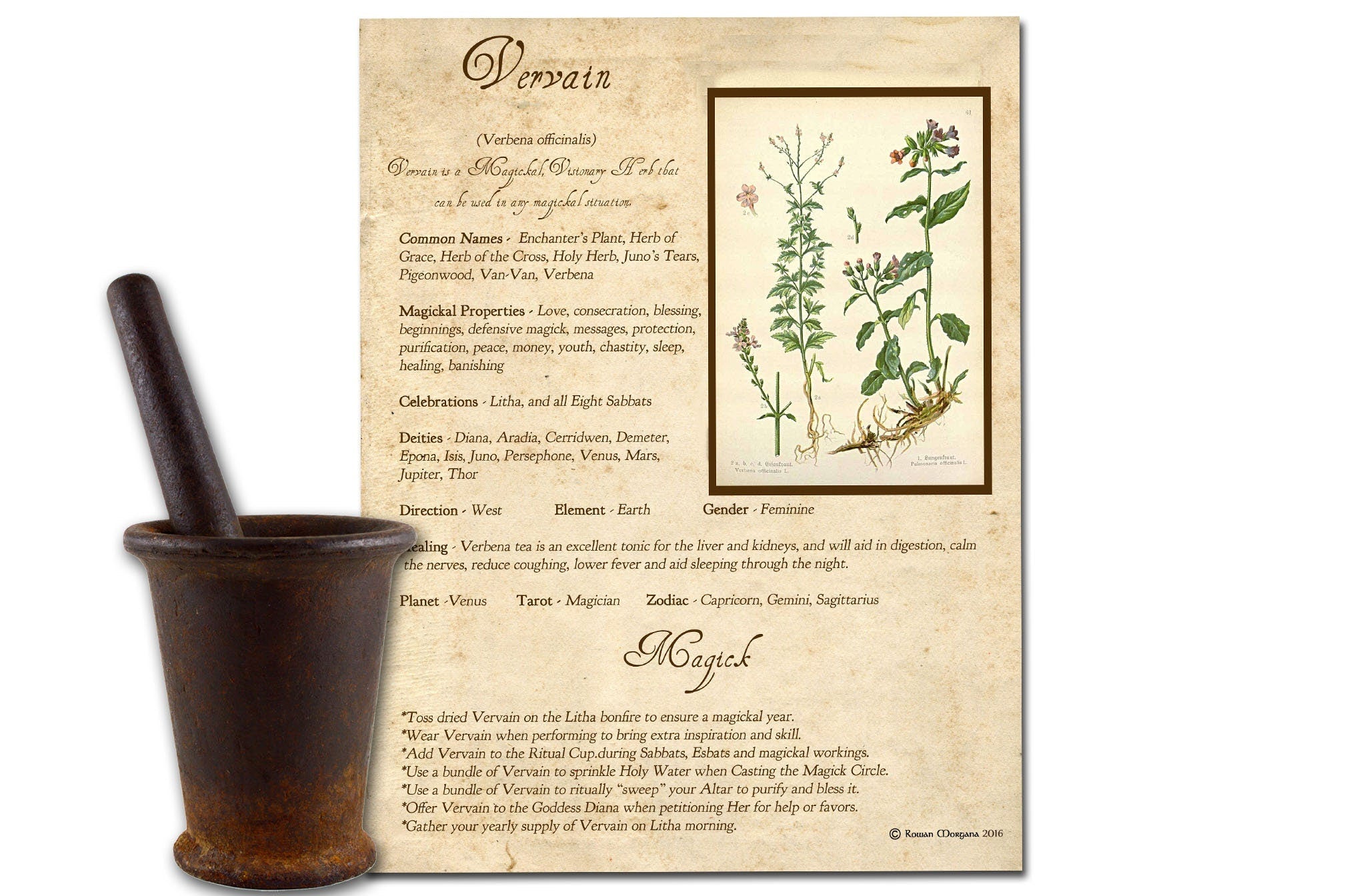 VERVAIN the WITCH'S HERB Printable Page - Morgana Magick Spell