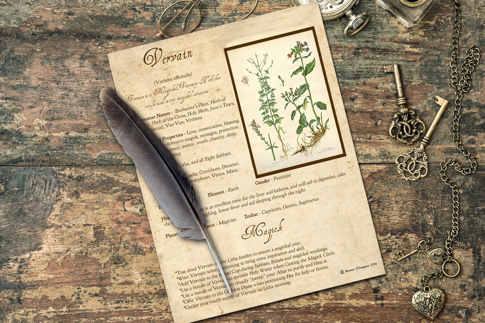 VERVAIN the WITCH'S HERB Printable Page - Morgana Magick Spell